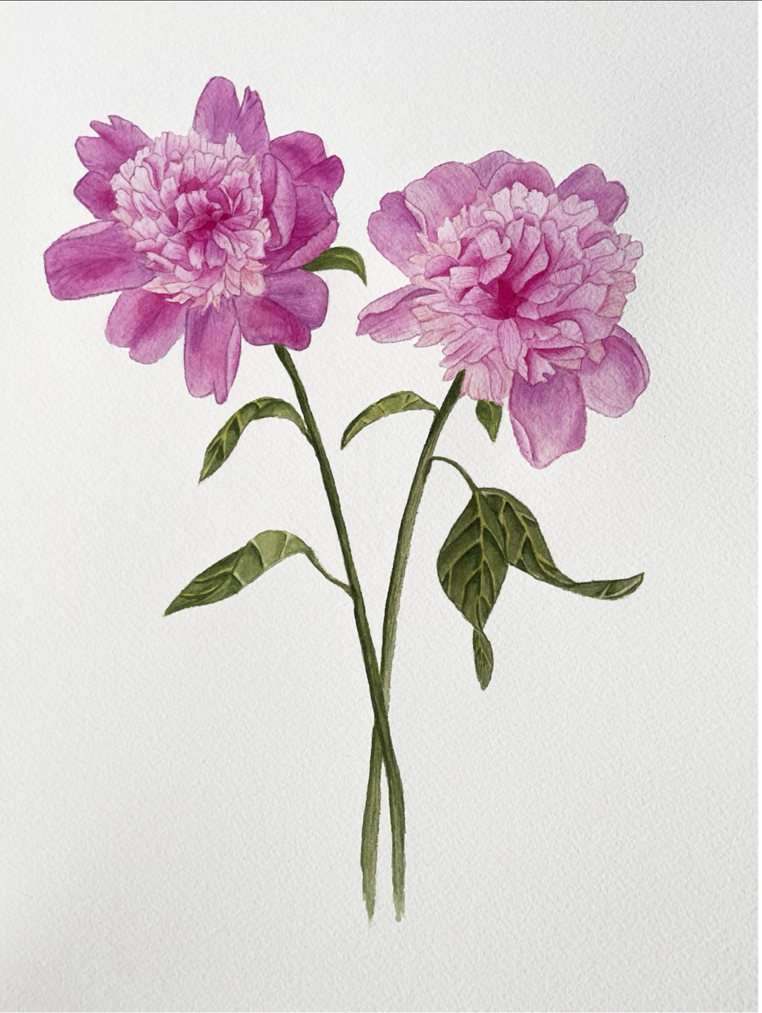 Peonies Blank Greeting Card