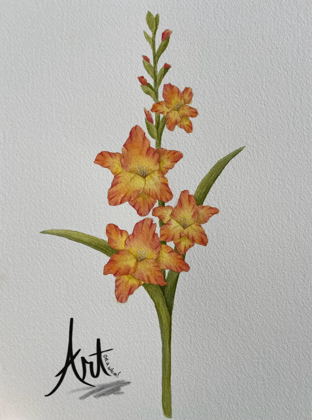 Gladiolus Blank Greeting Card