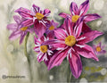 Bursting Pink Dahlias Print