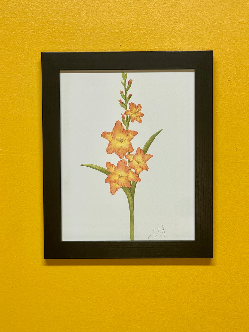Gladiolus Print
