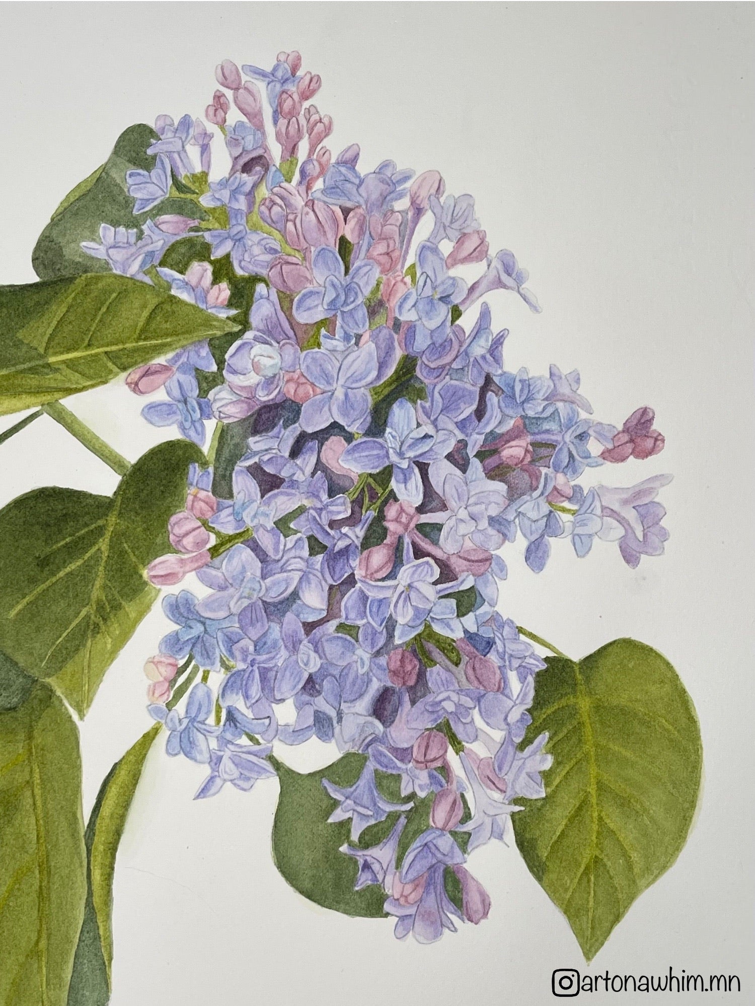 Lilacs Blank Greeting Card