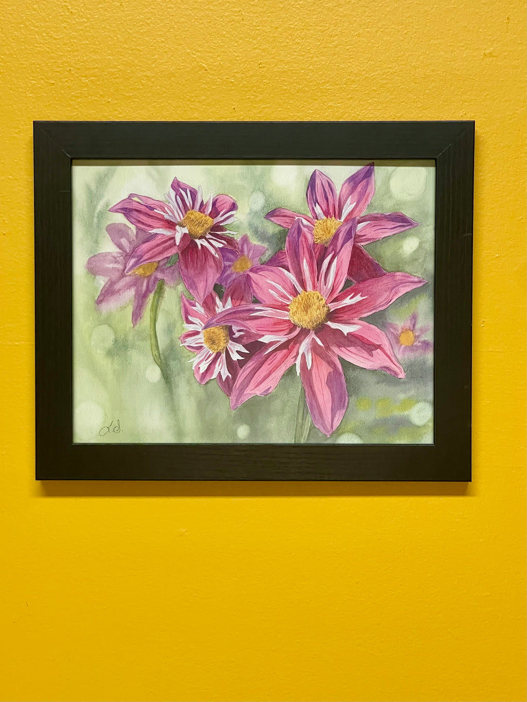 Bursting Pink Dahlias Print