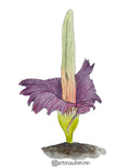 3” Vinyl Sticker: Corpse Flower