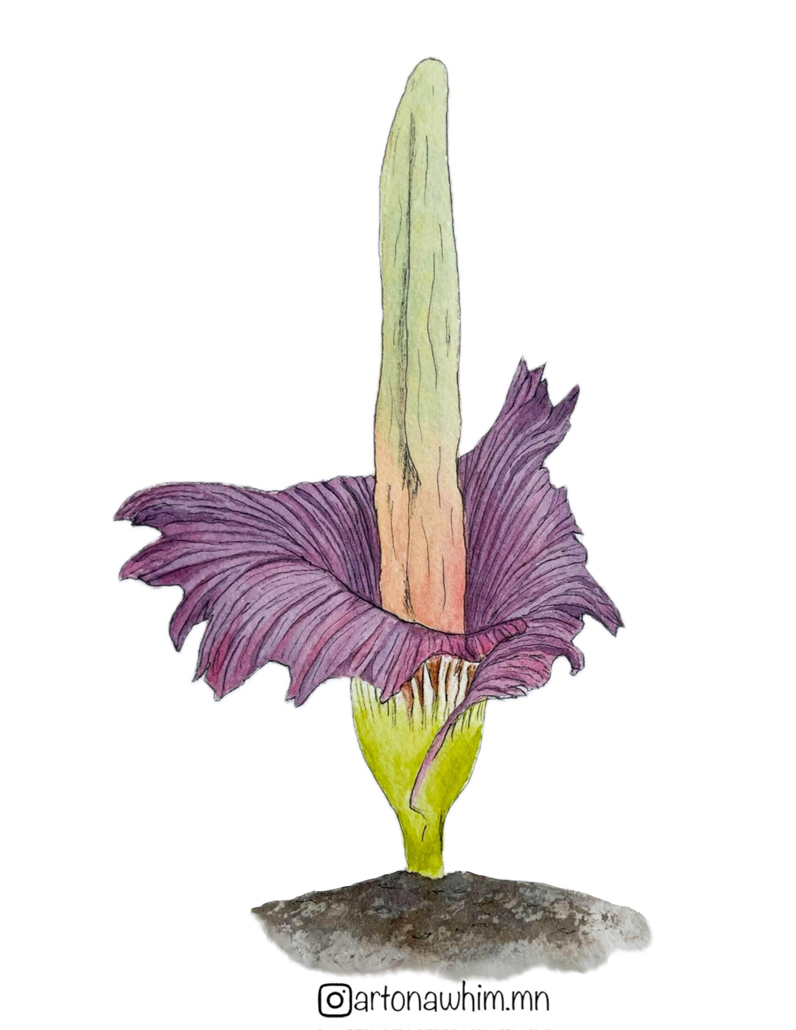 3” Vinyl Sticker: Corpse Flower