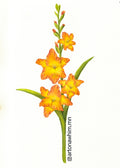 3” Vinyl Sticker: Gladiolus