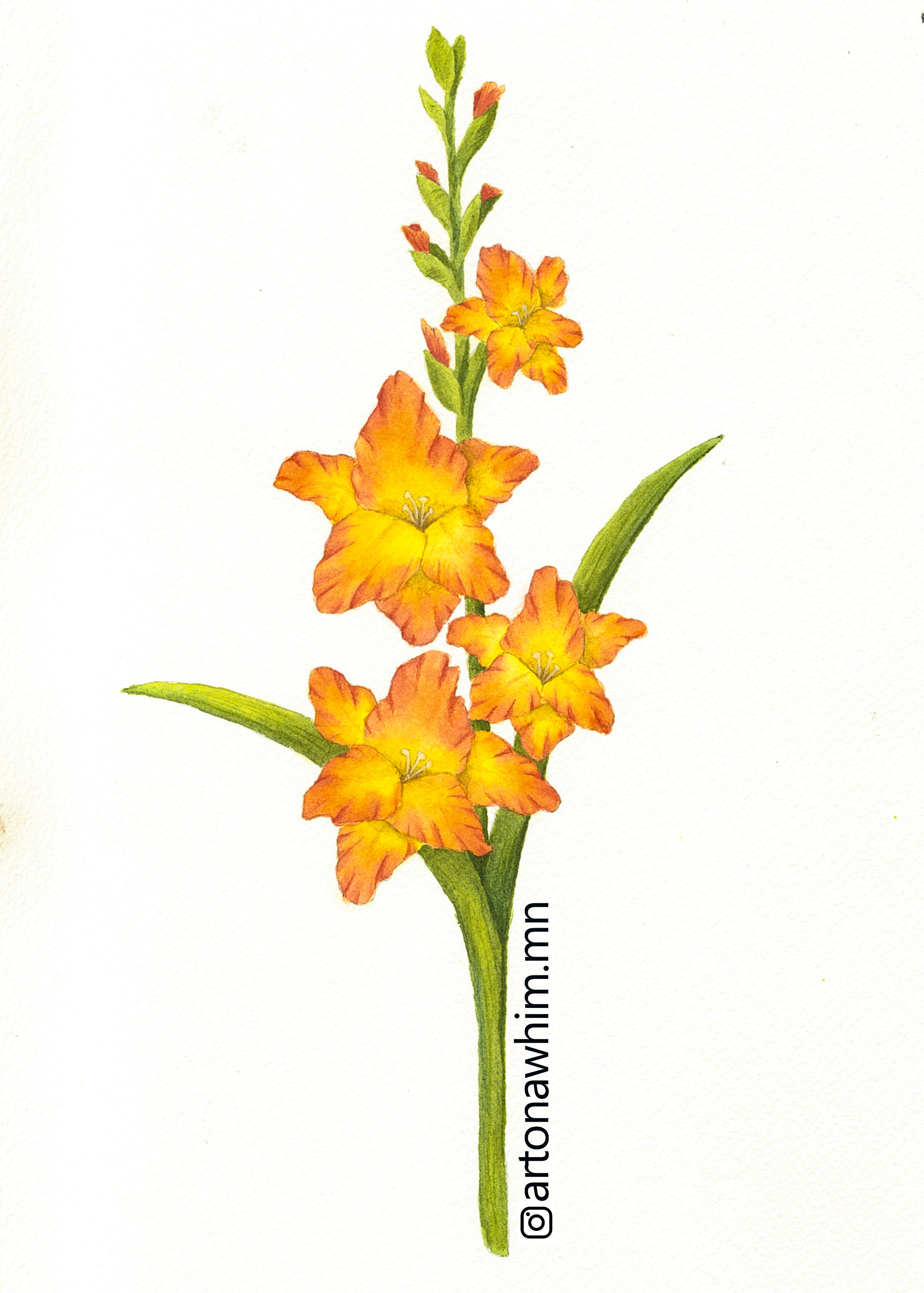 3” Vinyl Sticker: Gladiolus